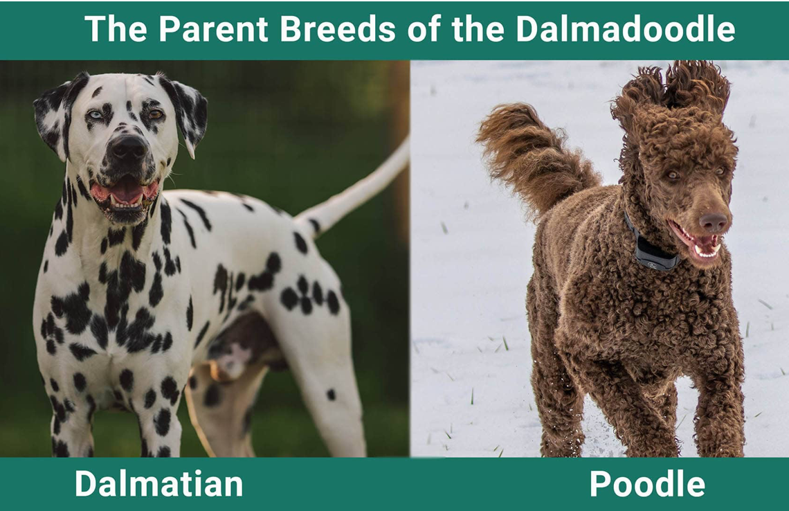 Dalmadoodle Parent